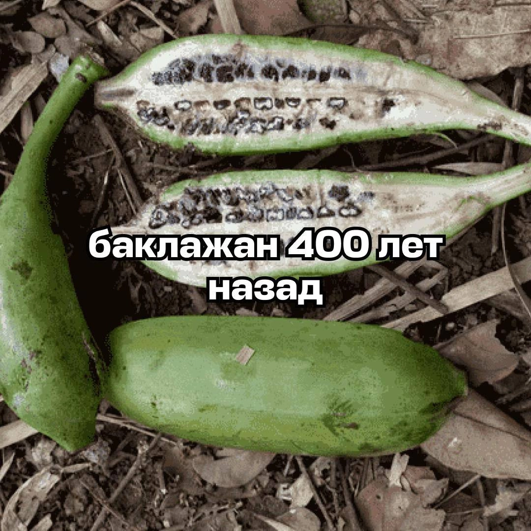 Аааа, в сети новый страннейший тренд с диким огурцом (и сюда, конечно же, успел вписаться Авиасейлс). Его невозможно объяснить, он даже хуже брейнрот-животных | Сетка — социальная сеть от hh.ru