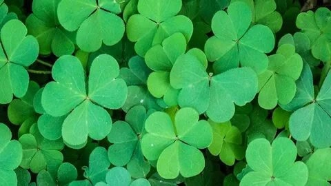 ☘️☘️☘️☘️☘️☘️☘️☘️☘️☘️☘️☘️☘️☘️☘️☘️☘️☘️☘️☘️☘️☘️🌺🌺🌺🌺🌺🌺
ПРИВЕТ ПОДПИСЧИКАМ 👋  
СЕГОДНЯ ХОЧУ ПОГОВОРИТЬ О  КЛЕВЕРЕ. Это растение, часто недооцененное, обладает множеством полезных свойств и применений | Сетка — новая социальная сеть от hh.ru