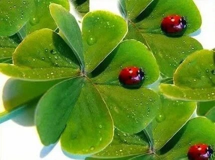 ☘️☘️☘️☘️☘️☘️☘️☘️☘️☘️☘️☘️☘️☘️☘️☘️☘️☘️☘️☘️☘️☘️🌺🌺🌺🌺🌺🌺
ПРИВЕТ ПОДПИСЧИКАМ 👋  
СЕГОДНЯ ХОЧУ ПОГОВОРИТЬ О  КЛЕВЕРЕ. Это растение, часто недооцененное, обладает множеством полезных свойств и применений | Сетка — новая социальная сеть от hh.ru