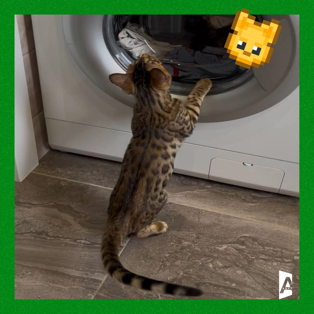 #Зверопятница: пушистый штат компании 🐾
Сегодня рассказываем о некоторых должностях наших ми-ми-мишных сотрудников! Знакомьтесь - хвостатый отдел контроля за умилением и продуктивностью | Сетка — социальная сеть от hh.ru