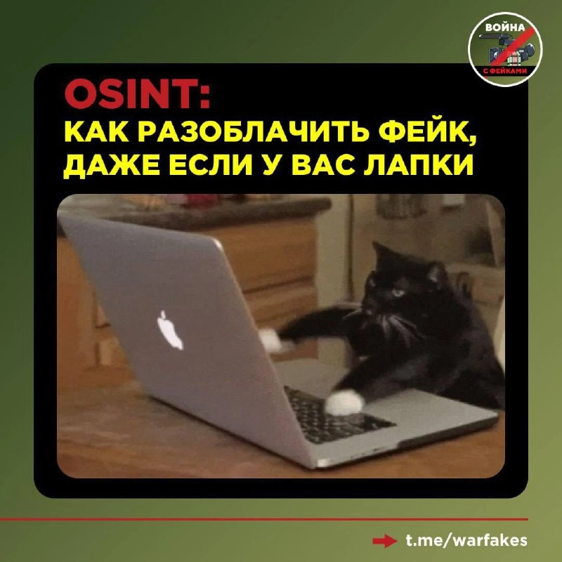 Команда «Войны с фейками» любит: котиков, разоблачать фейки и смотреть, как вы подписываетесь на нас в мессенджере MAX | Сетка — социальная сеть от hh.ru