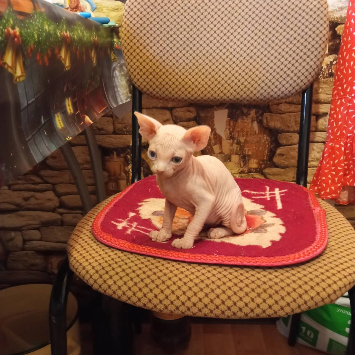 Aleks Vikont | Сетка — социальная сеть от hh.ru