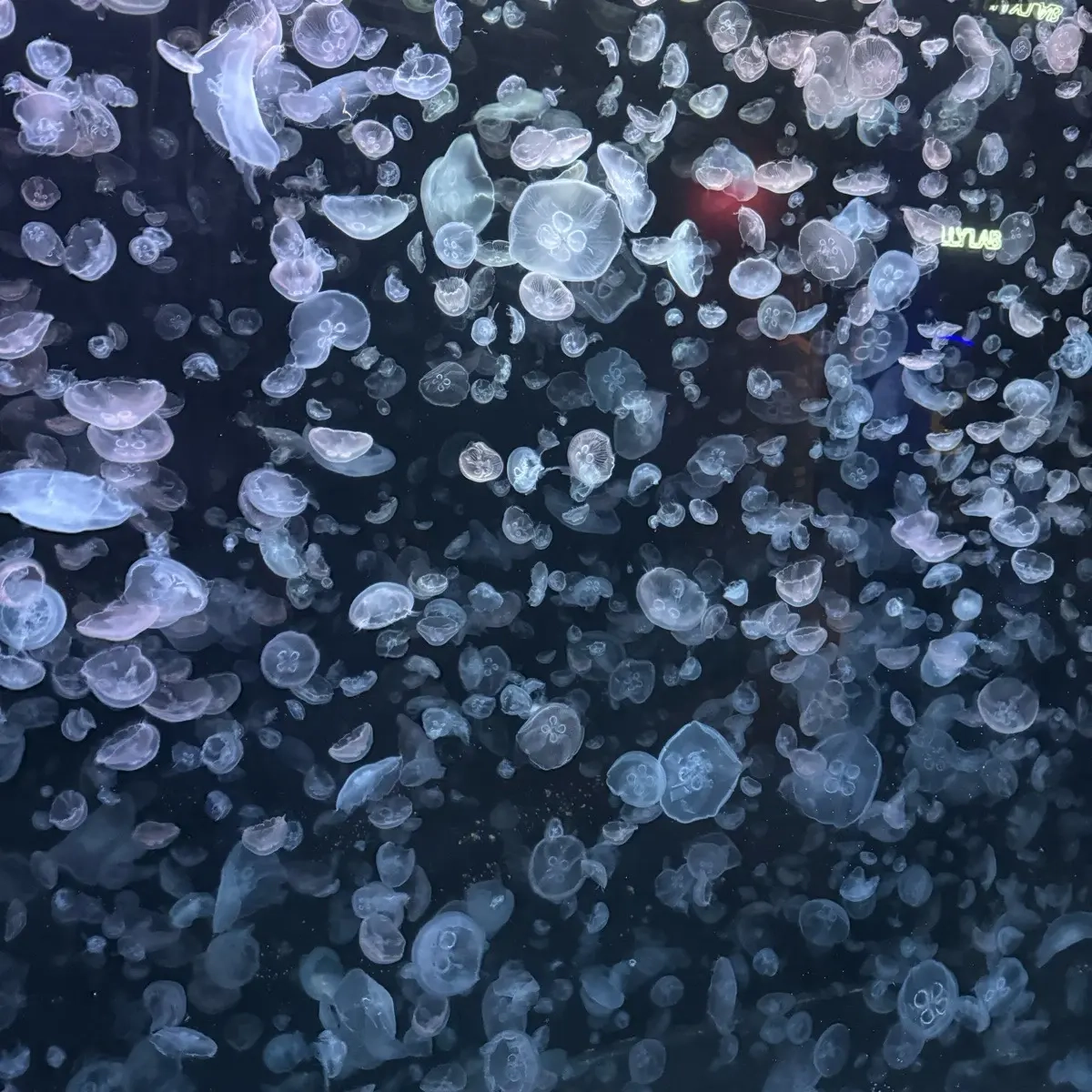 Тимур Ахмеров