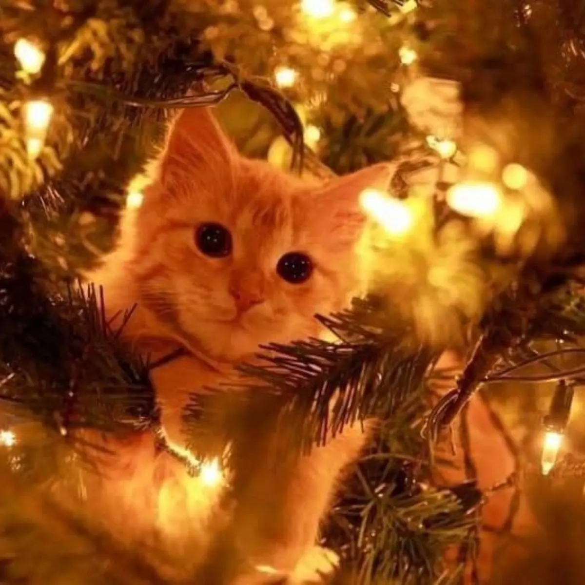 Владислав Таганов